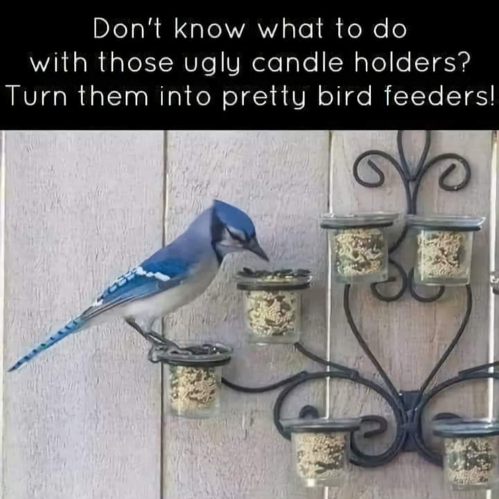 Bird feeder idea